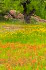 USA, Texas, Hill Country. Field of blooming coreopsis and Indian paintbrush flowers. Art Print